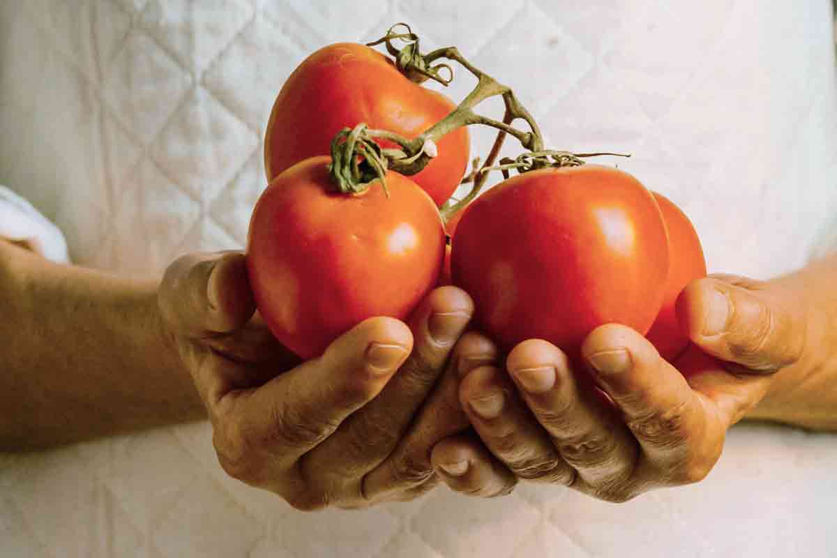 Two hands hold a bunch of ripe red tomatoes.