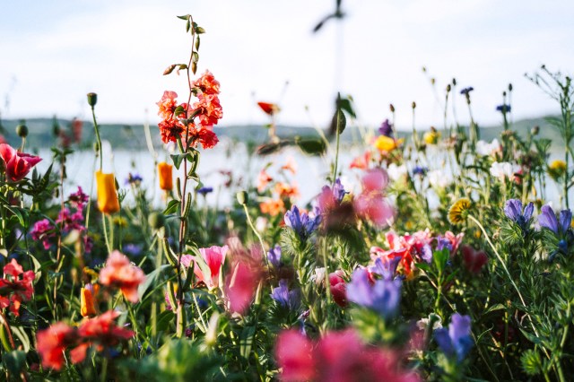 Colorful flowers in a field